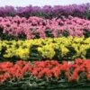 JTT Miniature Tree Flower Hedges (Red, Pink, Yellow & Purple) 8pcs -Model Haven Shop 95509