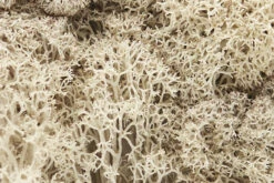 Woodland Scenics Lichen - Natural
